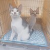 リーフです　　ちょいビビリです サムネイル7
