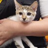 リアン　香箱座りが得意だよ サムネイル2