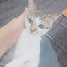 リアン　香箱座りが得意だよ サムネイル3