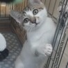 リアン　香箱座りが得意だよ サムネイル4