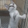 リアン　香箱座りが得意だよ サムネイル5