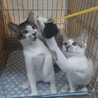 リアン　香箱座りが得意だよ サムネイル6