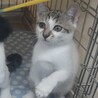 リアン　香箱座りが得意だよ サムネイル7