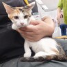 三毛猫ミーちゃん　ケイと一緒ならなんでもできる サムネイル2
