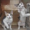 三毛猫ミーちゃん　ケイと一緒ならなんでもできる サムネイル3
