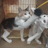 三毛猫ミーちゃん　ケイと一緒ならなんでもできる サムネイル4