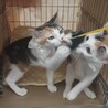 三毛猫ミーちゃん　ケイと一緒ならなんでもできる サムネイル5