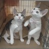 三毛猫ミーちゃん　ケイと一緒ならなんでもできる サムネイル6