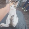 三毛猫ミーちゃん　ケイと一緒ならなんでもできる サムネイル7