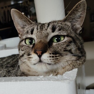 育児を頑張っていた若い母猫、桔梗ちゃん