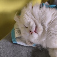 こたろう