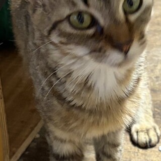 穏やかな麦わら猫一歳子育て頑張ってきました。