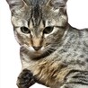 穏やかな麦わら猫一歳子育て頑張ってきました。 サムネイル6