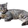 穏やかな麦わら猫一歳子育て頑張ってきました。 サムネイル7