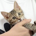 11/1譲渡会】くりくりおめめ！甘えんぼザビちゃん