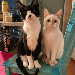 1歳半の兄妹猫です。