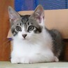 人慣れして穏やかなきいちゃん サムネイル3