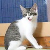 人慣れして穏やかなきいちゃん サムネイル4