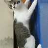人慣れして穏やかなきいちゃん サムネイル5