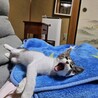 人慣れして穏やかなきいちゃん サムネイル6