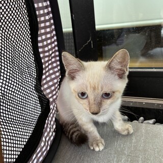 生後2ヶ月子猫　2匹ともオスです！