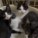1〜２ヶ月の子猫