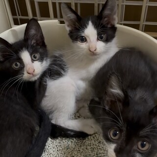 1〜２ヶ月の子猫