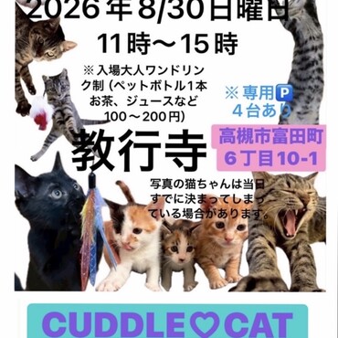 高槻市の教行寺に保護猫ちゃんたちが集まります！ぜひお気軽にお越しください〜。大人お一人様ペットボトル1本購入にご協力よろしくお願いします。