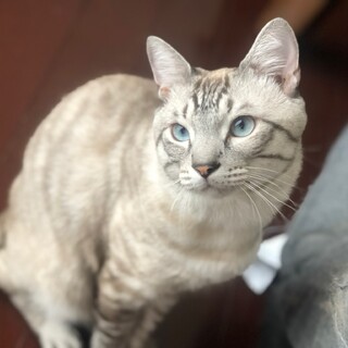 アメショ似の綺麗な容姿の猫ちゃん里親募集です。