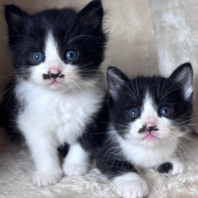 一般社団法人 しまねこのカバー写真