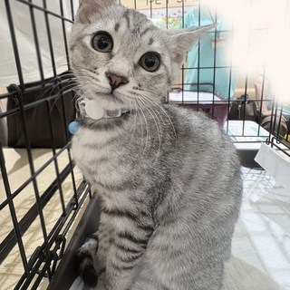 シルバーのきれいな毛並み❤️サバ美
