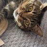 ねこ猫猫にゃー