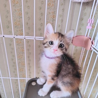 三毛【クッキー】のトライアルOK！