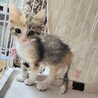 三毛【クッキー】のトライアルOK！ サムネイル2