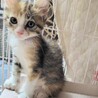 三毛【クッキー】のトライアルOK！ サムネイル3