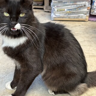地域猫ホッキー君の里親お願いします。