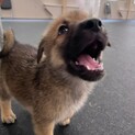とても幼く小さくフレンドリーな子犬「せんべい君」