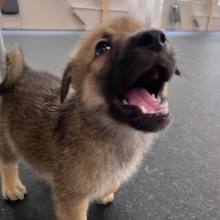 とても幼く小さくフレンドリーな子犬「せんべい君」