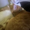 もりたかお