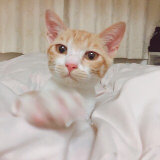 すくすく成長中！育ち盛りのチャチャちゃん