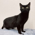 穏やか癒し系のブラックマンチカンちゃん☆
