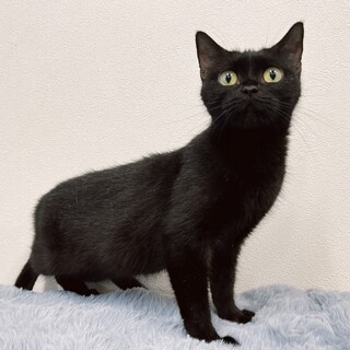 穏やか癒し系のブラックマンチカンちゃん☆