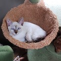 シャム風♀