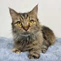 おっとり穏やかな美猫ラガマフィンちゃん☆