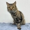 おっとり穏やかな美猫ラガマフィンちゃん☆ サムネイル2