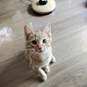 可愛い茶とら