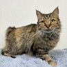 おっとり穏やかな美猫ラガマフィンちゃん☆ サムネイル3
