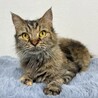 おっとり穏やかな美猫ラガマフィンちゃん☆ サムネイル4