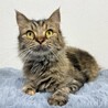 おっとり穏やかな美猫ラガマフィンちゃん☆ サムネイル5