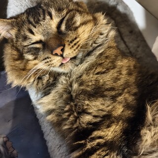 モグの里親探し